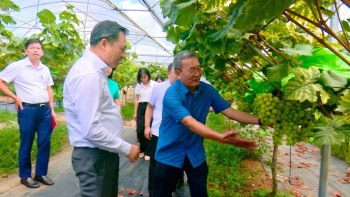 TÍN HIỆU VƯƠN TẦM QUỐC TẾ CỦA NHO SỮA MỘC CHÂU