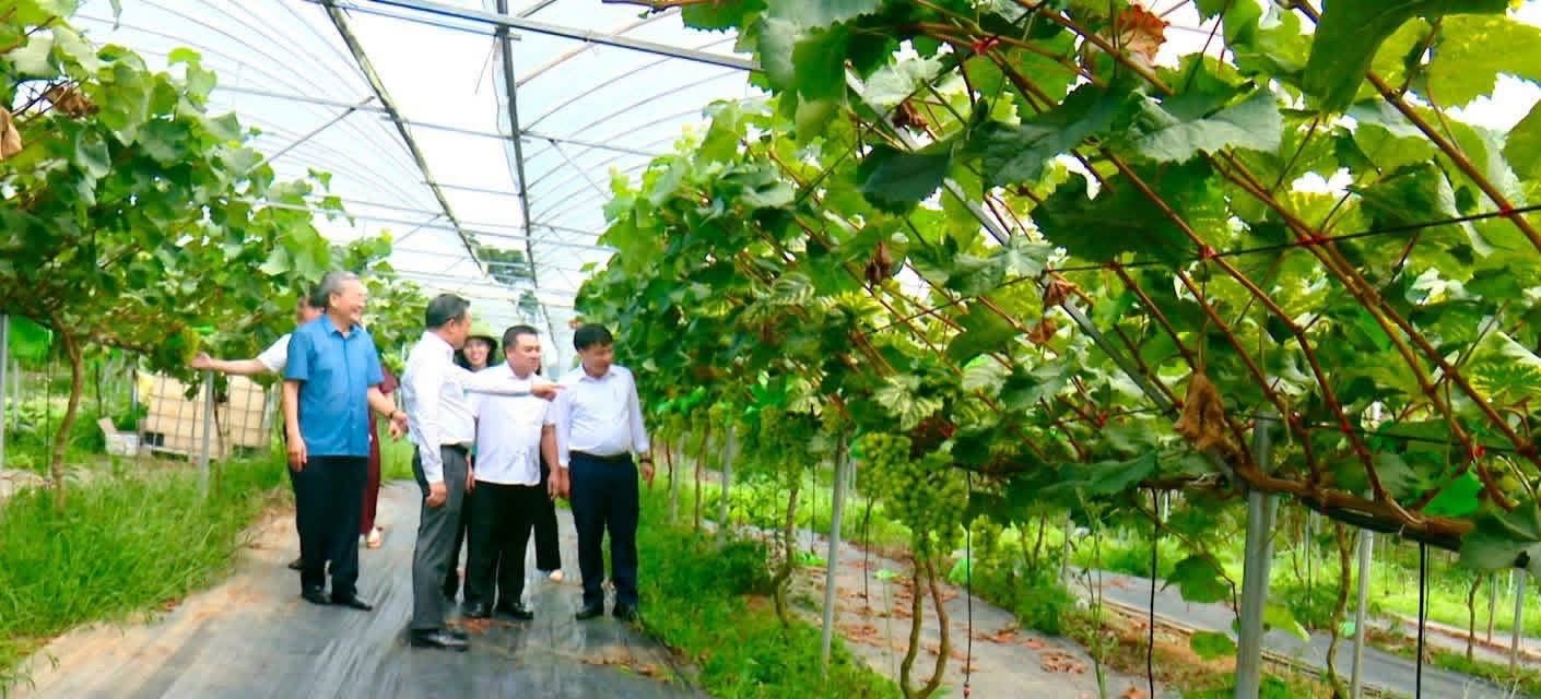 nho sua han quoc
